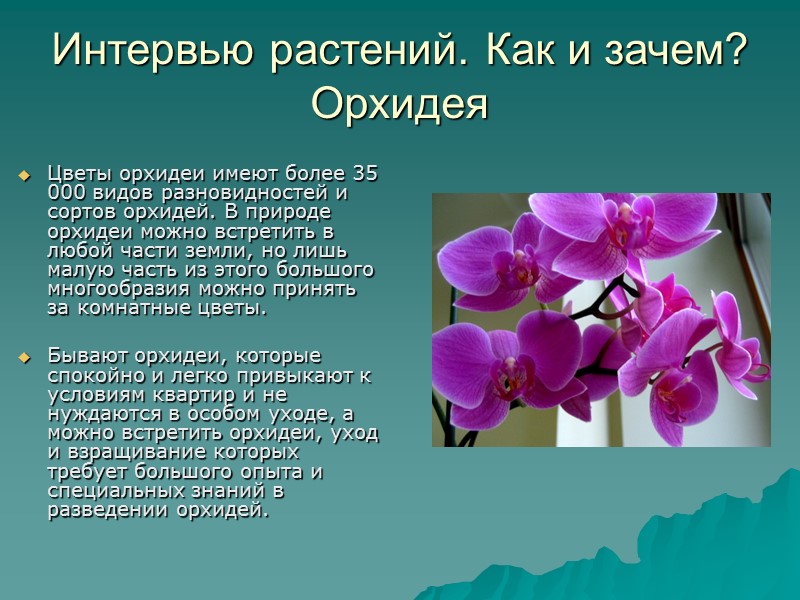 Интервью растений. Как и зачем? Орхидея Цветы орхидеи имеют более 35 000 видов разновидностей Интервью растений. Как и зачем? Орхидея Цветы орхидеи имеют более 35 000 видов разновидностей